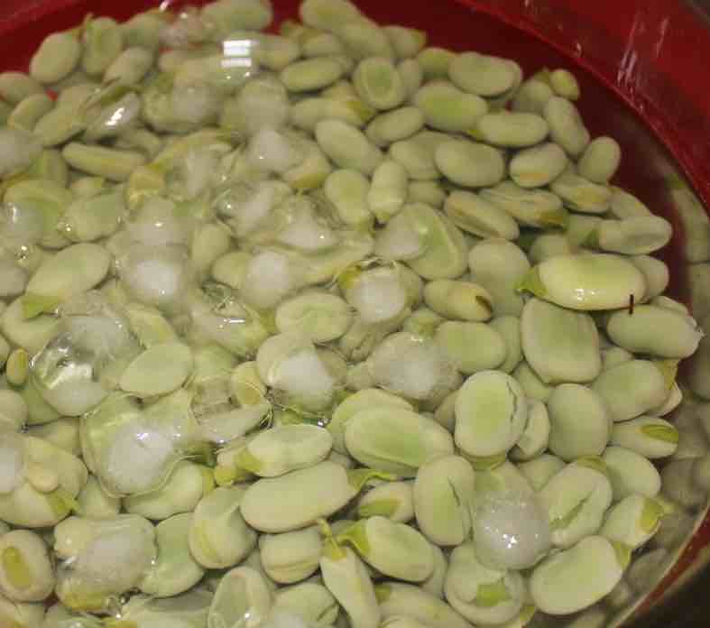 Chilling blanched broad beans with ice water