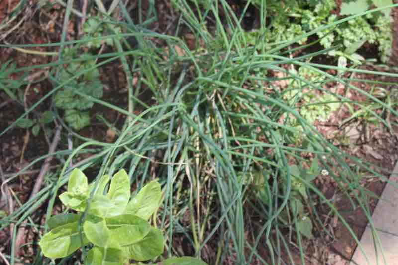 Chives and parsley in the garden. Chives and parsley in the garden.