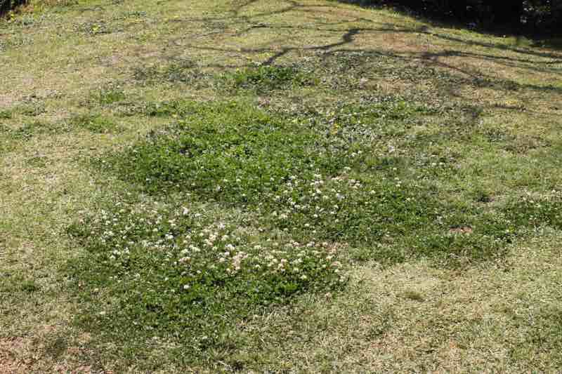 Clover in the lawn left for bees.