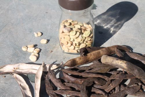 Collecting dry broad bean seeds Collecting dry broad bean seeds