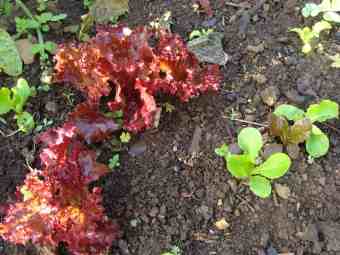Coloured lettuce seedlings. Coloured lettuce seedlings.