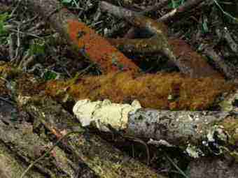 Compost bugs and fungi. Compost bugs and fungi.