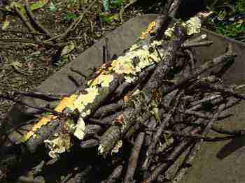 Compost heap fungus. Compost heap fungus.