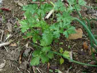 Coriander seedling from plug Coriander seedling from plug