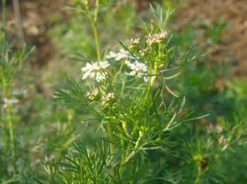 Coriander going to seed.
