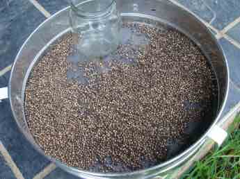 Cleaning coriander seed. Growing coriander and cleaning it