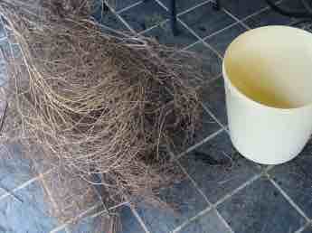 Coriander fronds thick with seed Bernard Preston Coriander fronds thick with seed Bernard Preston