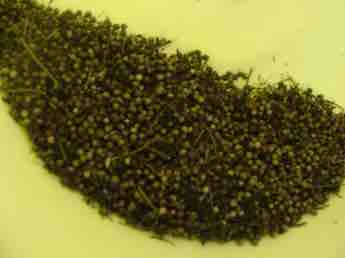 Dirty coriander seed from Bernard Preston Dirty coriander seed from Bernard Preston