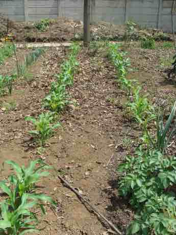 How to grow corn How to grow corn