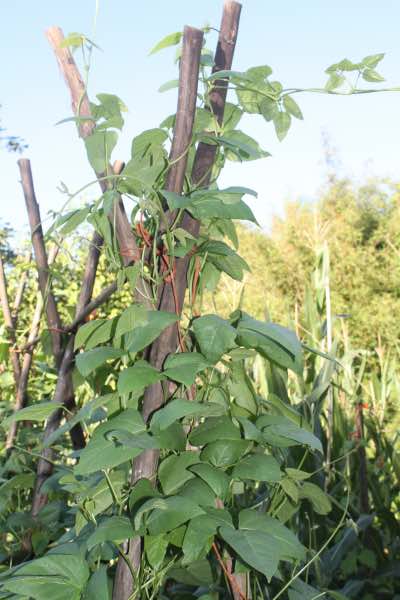 Limas and corn in the garden