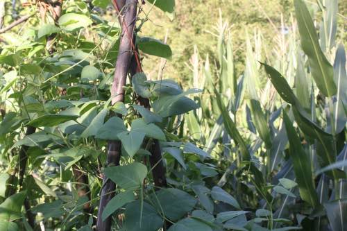 Corn and lima beans in the garden