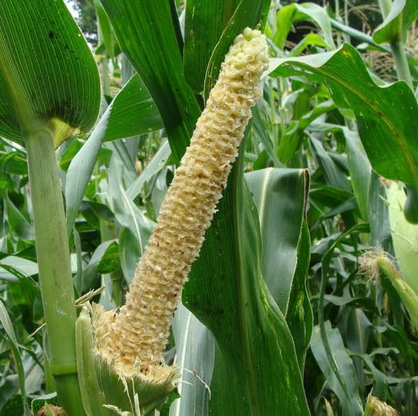 Corn eaten by rats. Corn eaten by rats.