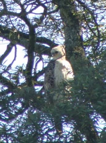 Crowned eagle juvenile eyeing best chicken feed Crowned eagle juvenile eyeing best chicken feed