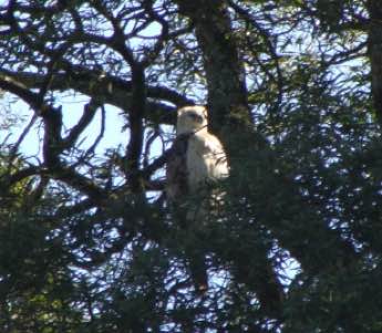 A juvenile crowned eagle. A juvenile crowned eagle.