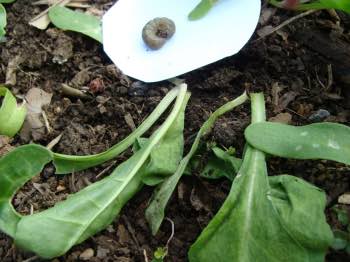 Cutworm and plant Cutworm and plant