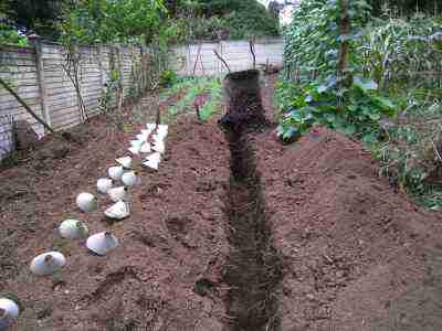 Deep trenching to start a compost pile. Deep trenching to start a compost pile.