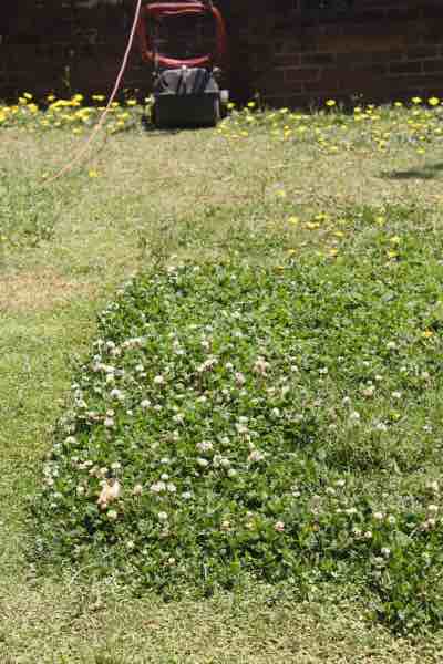 Delayed mowing of clover.