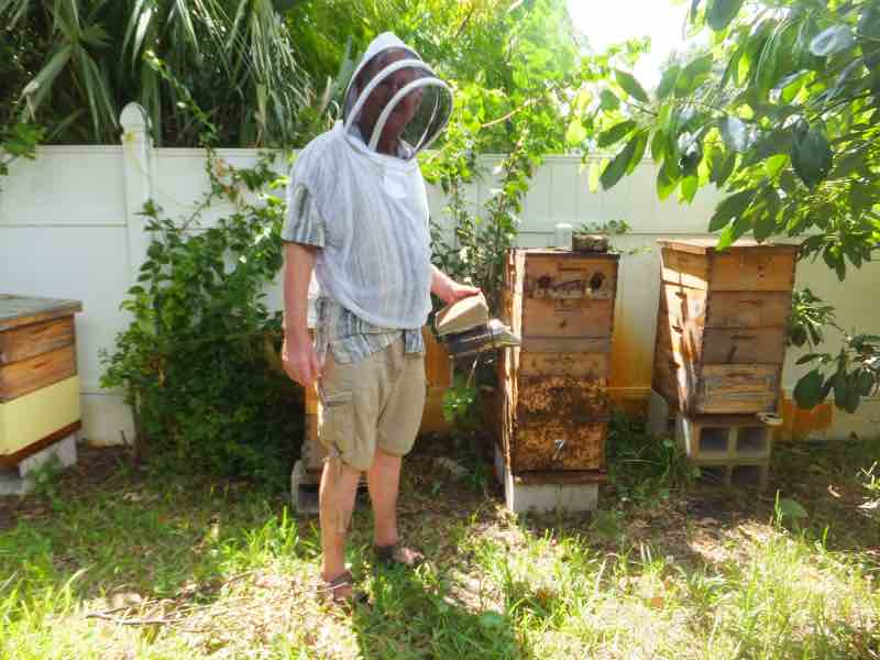 Derek Lewis is a beekeeper in southern Florida, USA. Derek Lewis is a beekeeper in southern Florida, USA.