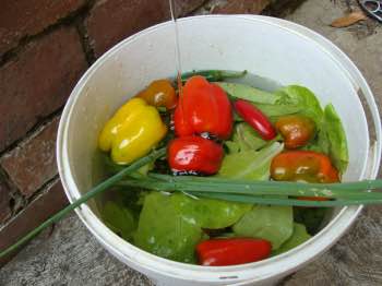 A divine salad starts with a walk in the garden, bucket of clean water in hand.