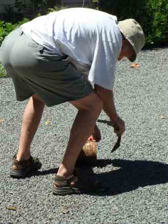 Doggy poo clean up. Doggy poo clean up.