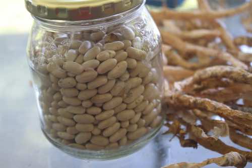 Bottle of dried Witsa climbing beans