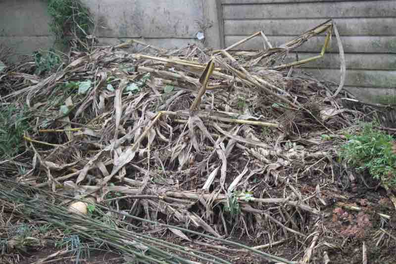 Dried mealie stalks for compost piles. Dried mealie stalks for compost piles.