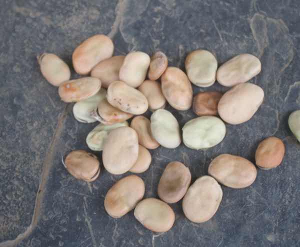 Dry broad bean seeds
