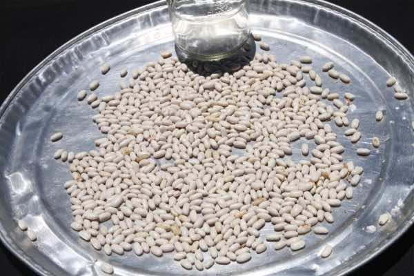 Drying Witsa pole beans