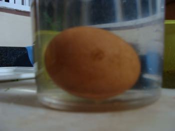 Egg past its prime with the bulbous side floating higher. Egg past its prime with the bulbous side floating higher.