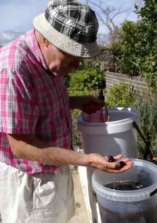Examine each olive before putting them in sacks to go in the brine solution.