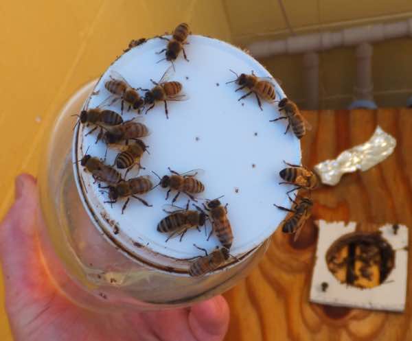 Feeding a nuke; using a small nail make holes in the lid. Feeding a nuke; using a small nail make holes in the lid.