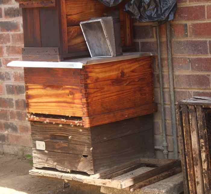 Feral swarm of bees hived