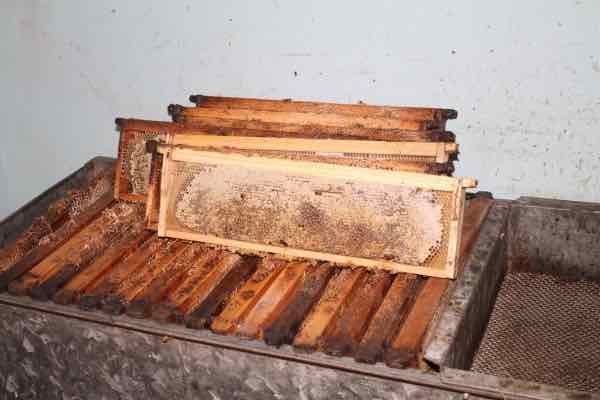 Honey first fruits Honey first fruits