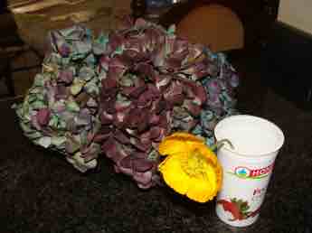 First poppy in the broccoli garden. First poppy in the broccoli garden.