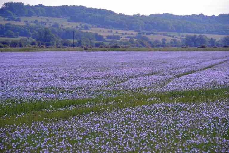 Flaxseed fields in bloom