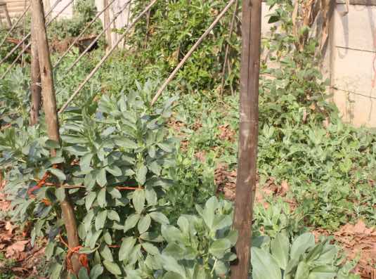 Food from a small garden Food from a small garden