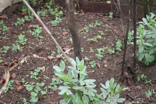 Four rows of peas and one of broad beans Four rows of peas and one of broad beans