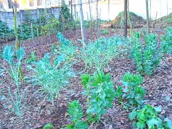 Free range chicken damage. Free range chicken damage.