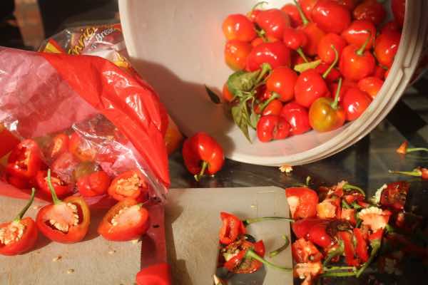 Freezing peppadews for their capsaicin Freezing peppadews for their capsaicin