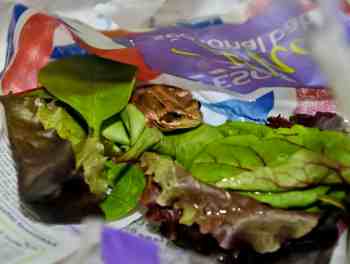 Frog in my salad Frog in my salad