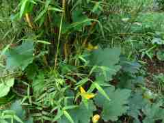 A gem squash planting climbing up bamboo. A gem squash planting climbing up bamboo.