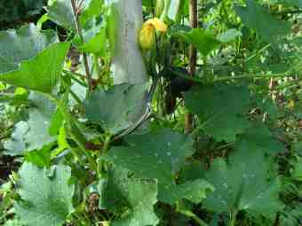 Gem squash growing up a fence. Gem squash growing up a fence.
