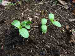 Gem squash seedlings. Gem squash seedlings.