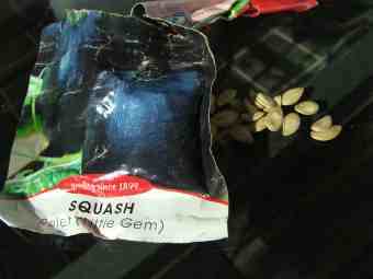 Gem squash seeds. Gem squash seeds.