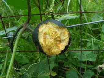 Gem squash are subject to awful pest damage, especially the vervet monkeys. Gem squash are subject to awful pest damage, especially the vervet monkeys.