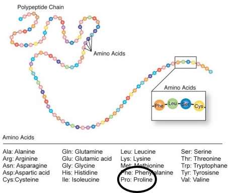 General structure of proteins