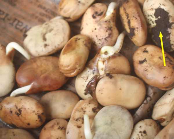 Germinating broad bean seeds