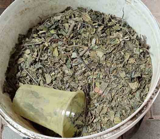 Geshu for brewing Ethopian T'ej Geshu for brewing Ethopian T'ej