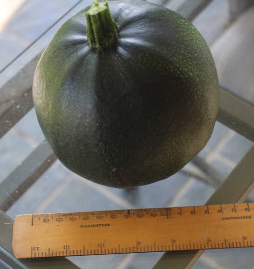 Giant gem squash