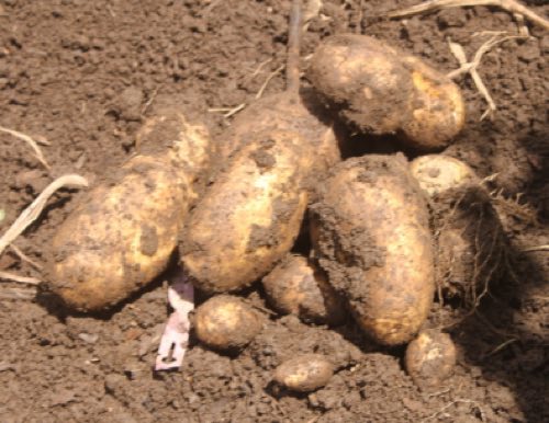 Giant organic potatoes; the heaviest 700g. Giant organic potatoes; the heaviest 700g.